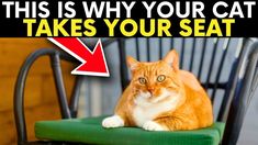 an orange and white cat sitting on top of a green chair with the caption, this is why your cat takes your seat