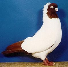 a white and brown bird standing on top of a blue floor next to a wall