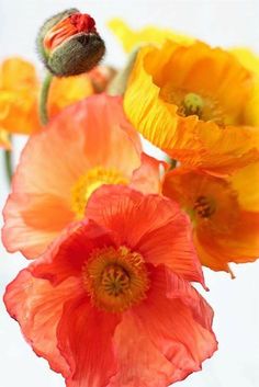 some orange and red flowers on a white background