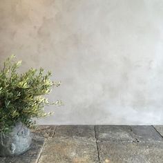 a potted plant sitting on top of a stone floor next to a white wall