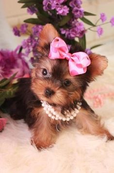 a small brown and black dog with a pink bow on it's head sitting next to purple flowers