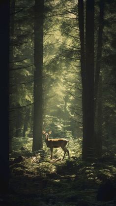 a deer standing in the middle of a forest