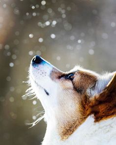 a close up of a dog's face with snow falling in the back ground