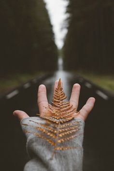 a person's hand holding a fern leaf on the side of a road with trees in the background