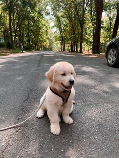 a puppy sitting in the middle of a road with a leash on it's neck