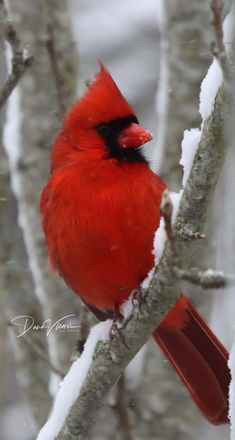 a red bird sitting on top of a tree branch with snow around it and a cardinal in the background