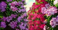 purple and pink flowers line the side of a building