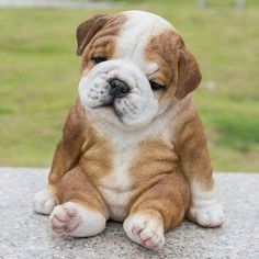 a small brown and white puppy sitting on top of a cement slab with grass in the background