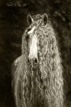 a horse with long curly hair standing in front of trees