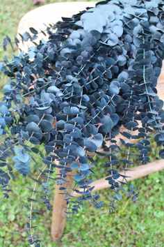 a wooden bench covered in lots of small blue leaves on it's back end