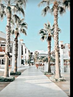 palm trees are lined up along the sidewalk