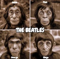 four pictures of monkeys with the caption'the beatles'written on their faces