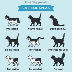 a poster with cats in different poses and words that say i'm not afraid to speak