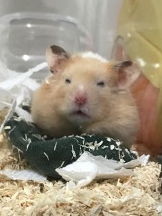 a small hamster is sitting in a cage