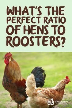 two chickens standing next to each other with the words what's the perfect ratio of hens to roosters?