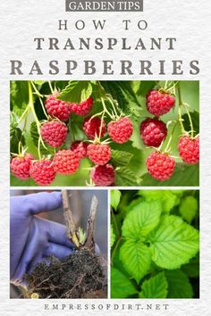 raspberries growing in the garden with text overlay that reads how to transplant raspberries