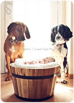 two dogs sitting next to each other near a tub with a baby in it and another dog looking on