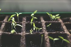 small seedlings sprouts growing in the soil