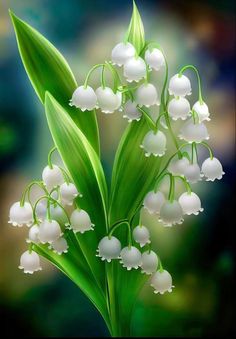 lily of the valley flowers with green leaves