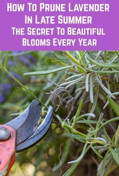 a pair of pliers that are in the grass with text overlay reading how to prune lavender in late summer the secret to beautiful blooms every year