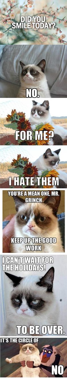 The Best Of Grumpy Cat...Click on the pic to see funnier ones! Kittens Funny, Memes Kpop, Funny Animal Pictures, Pics Art