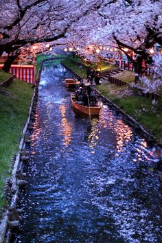 two boats are going down the river in front of some cherry blossom trees and lights