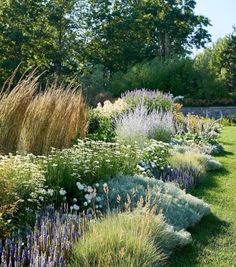 a garden with lots of different types of flowers