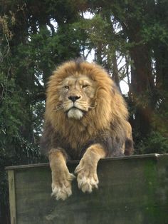 a large lion sitting on top of a wooden box next to trees in the background