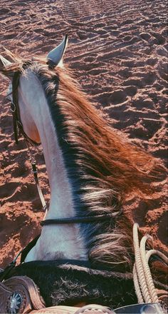 a horse with long hair sitting in the sand