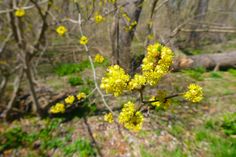 the yellow flowers are blooming in the woods