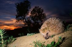 a hedge sitting on top of a dirt field next to a tree at night with the sun setting