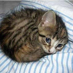 a kitten laying on top of a blue and white blanket