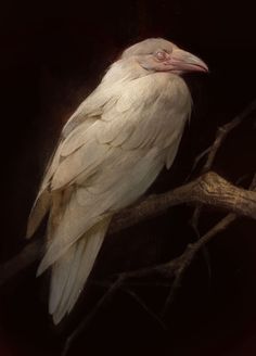 a white bird sitting on top of a tree branch next to a dark background with no leaves