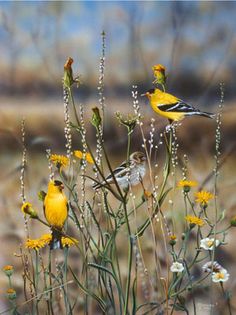 two yellow birds sitting on top of flowers in a field with grass and trees behind them