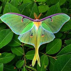 a green and yellow moth sitting on top of leaves