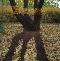 a person sitting in a tree with leaves on the ground