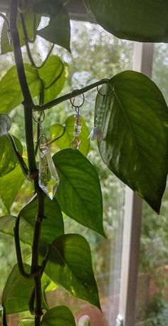 a green plant with some glass hanging from it's stems in front of a window