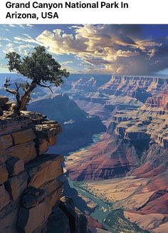 the grand canyon national park in arizona, usa with a tree growing on it's cliff