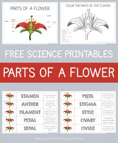 parts of a flower worksheet for kids