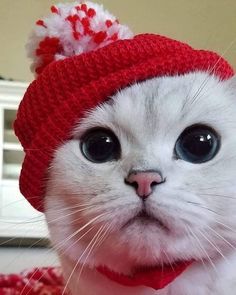 a white cat wearing a red knitted hat