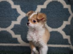 a small brown and white dog standing on top of a green carpet