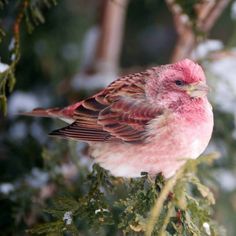 a small bird sitting on top of a tree branch covered in snow and pink feathers