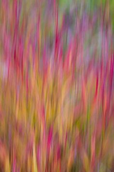 blurry photograph of red and yellow flowers in the wild with green grass behind it