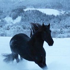 a black horse running in the snow