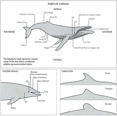 the parts of a whale are labeled in two separate pictures, and there is an image of