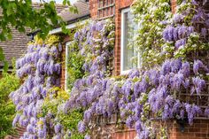 purple flowers growing on the side of a brick building