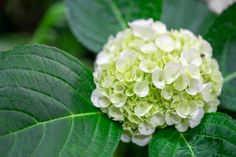 a green and white flower with leaves around it