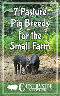 two small pigs standing next to each other on a dirt ground with trees in the background