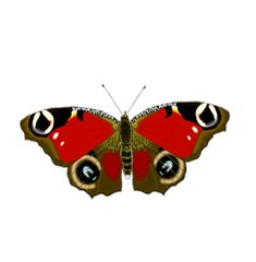 a red and black butterfly on a white background