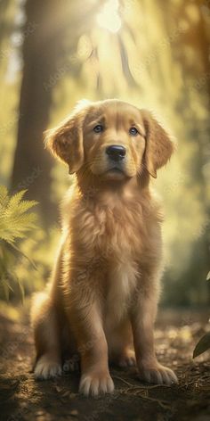 a golden retriever puppy sitting in the woods looking at the camera with sunshine streaming through it